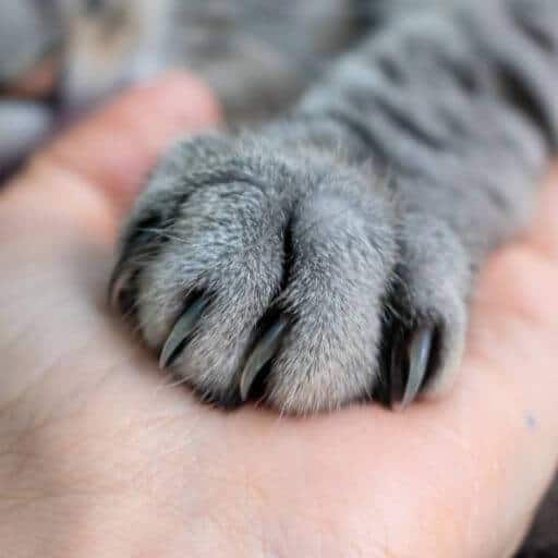 All About Your Cat's Claws What You Need to Know