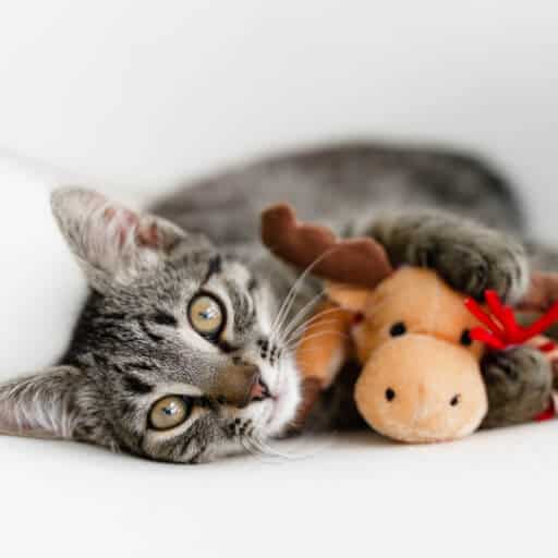 gray tabby cat cuddling a stuffed moose toy