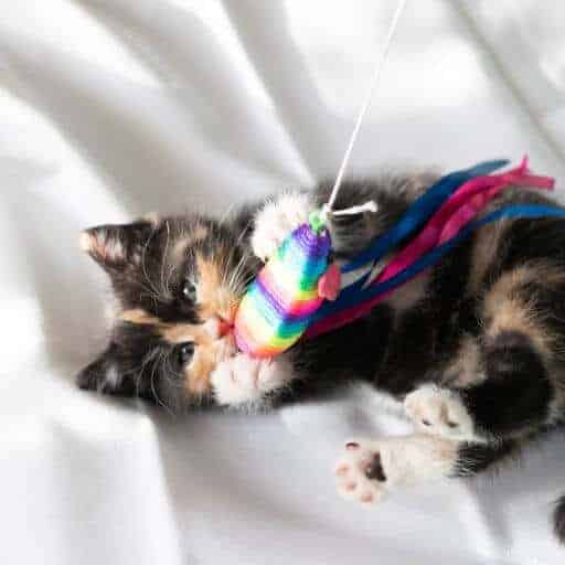 calico kitten playing with a rainbow mouse toy on a string
