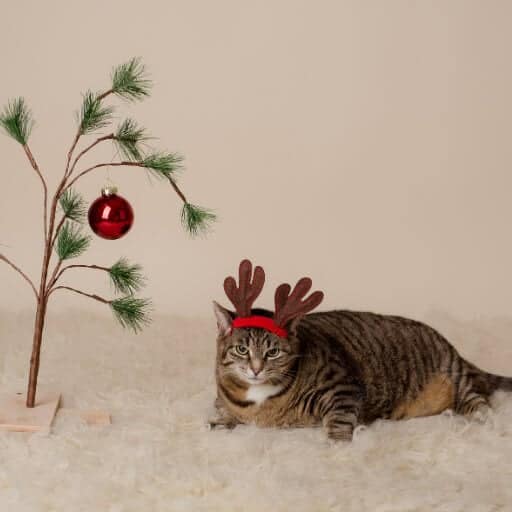 brown tabby cat wearing moose antlers sitting next to a tiny tree with a red ornament