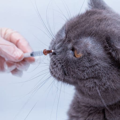 Managing Medication for Senior Cats 3
