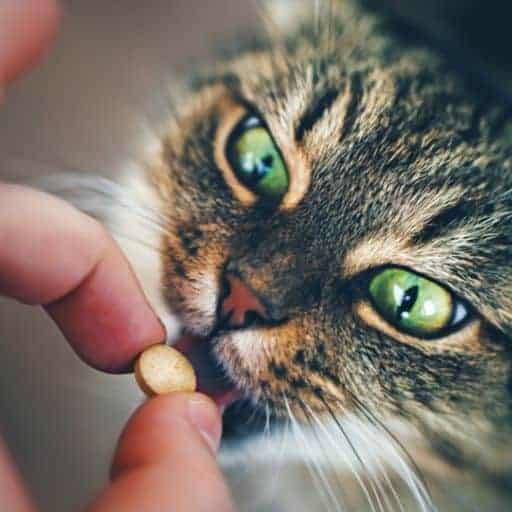 Managing Medication for Senior Cats 2