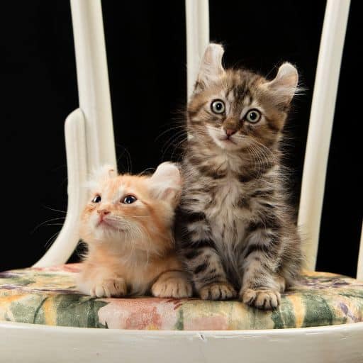 Elegance with a Curl An Introduction to the American Curl Cat