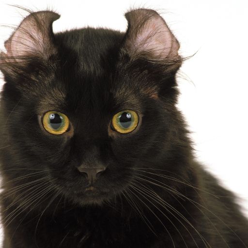 Elegance with a Curl: An Introduction to the American Curl Cat 3 black american curl longhair with orange eyes