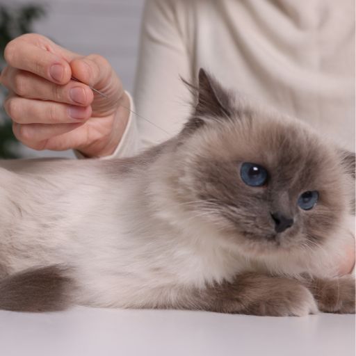 chocolate point blue eyed ragdoll cat getting acupuncture treatments