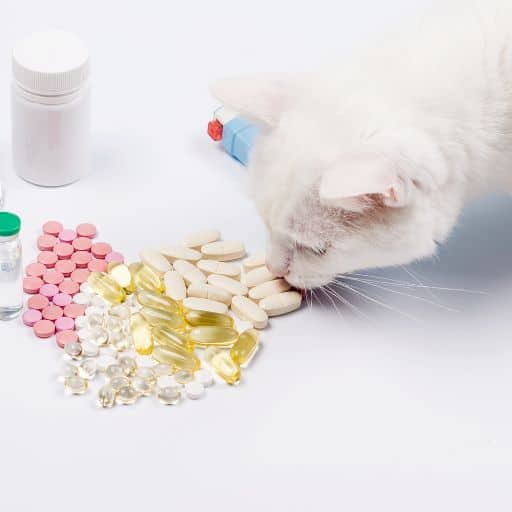white cat sniffing a pile of pills and capsules of alternative treatments