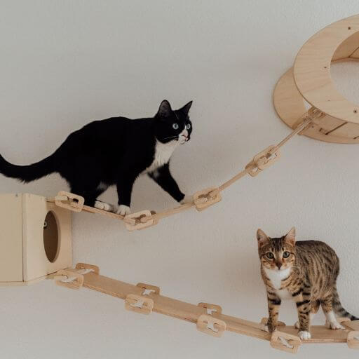 a black and white cat and a tabby and white cat enjoying play on a cat wall of ladders and perches