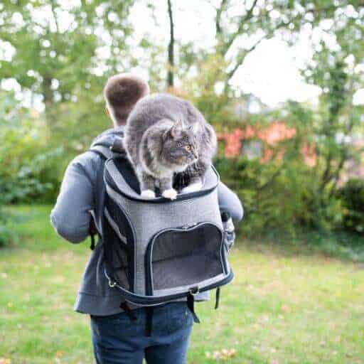 gray long haired cat riding on top of his backpack being worn by a man in a gray sweatshirt