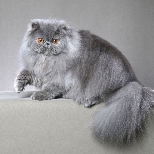 Showtime Elegance: the Art of Grooming Your Cat for a Show 4 beautiful blue persian cat all groomed and ready to present to the judges at a cat show