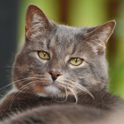 Gray cat with yellow eyes on a green background