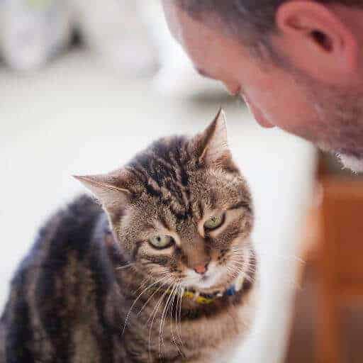 senior brown tabby cat wearing a yellow collar with his human, an older bearded white man
