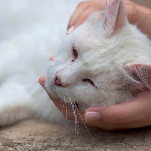 White senior cat laying with his head in his human's hand