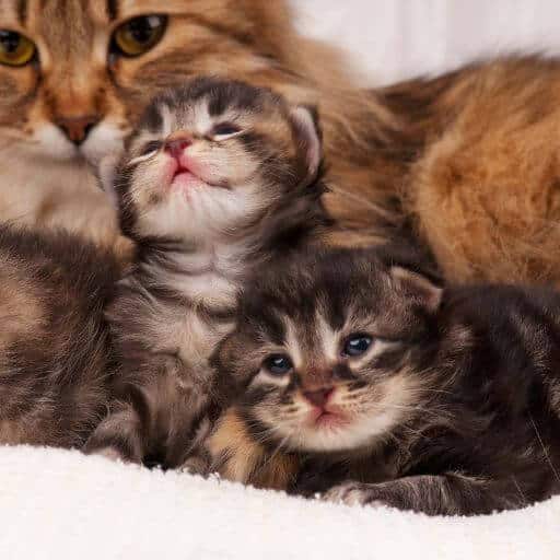 healthy well bred siberian mom cat and kittens