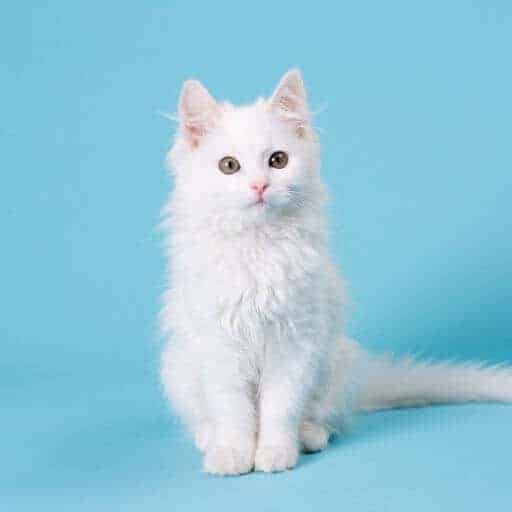 white kitten on a blue background
