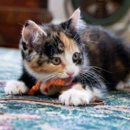 Adorable calico kitten with striking fur pattern and curious eyes, biting a toy and relaxing on a colorful rug.