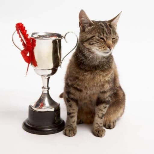 Brown tabby sitting by a silver cup and cat show rosette