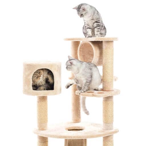 three cats on a vertical cat tree to set a social hierarchy