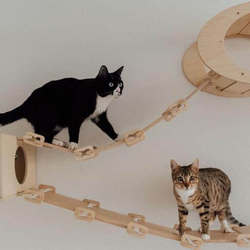 Black and white cat playing on wooden cat furniture with circular track system, cat entertainment and enrichment.