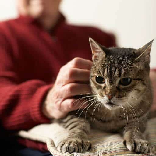 old tabby cat sitting on a pillow on his human's lap