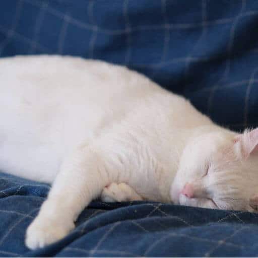 incontinent white cat laying on a washable blanket
