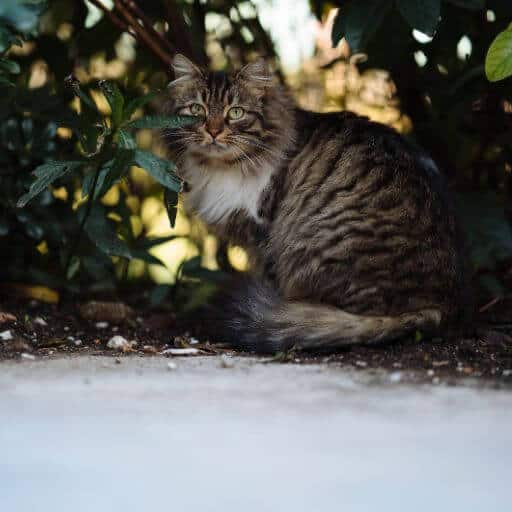 Should I Shave My Cat for the Summer?