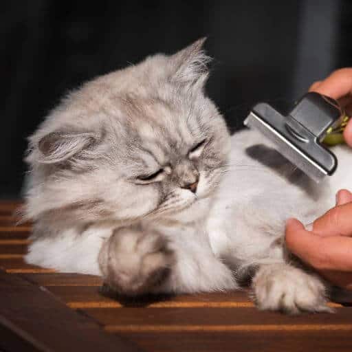 silver shaded Persian being groomed for a cat show