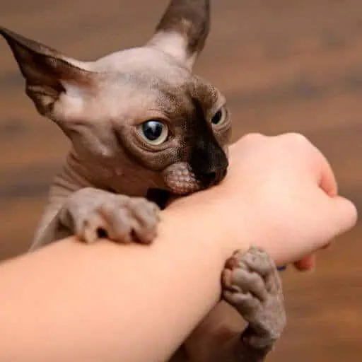 sphynx kitten biting a human arm