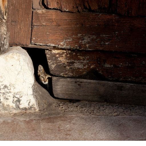lost tabby kitten hiding underneath a shed