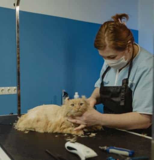 5 Reasons Why Regular Grooming Is Essential For Cats 2 Red fuzzy American Curl cat being groomed