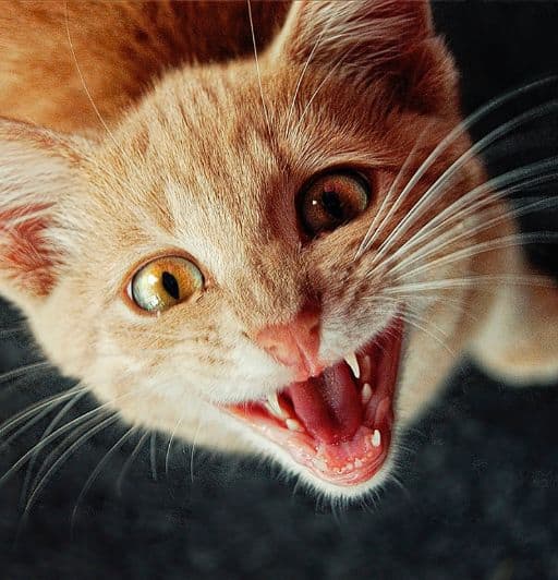 Red tabby cat meowing excessively. 