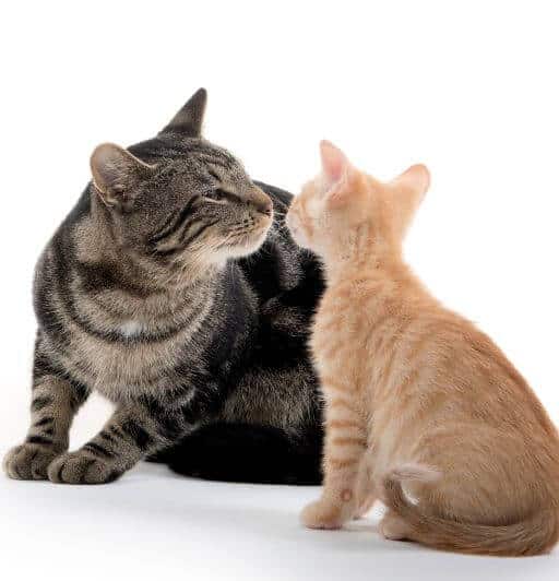 A brown tabby cat and a red tabby kitten greeting each other