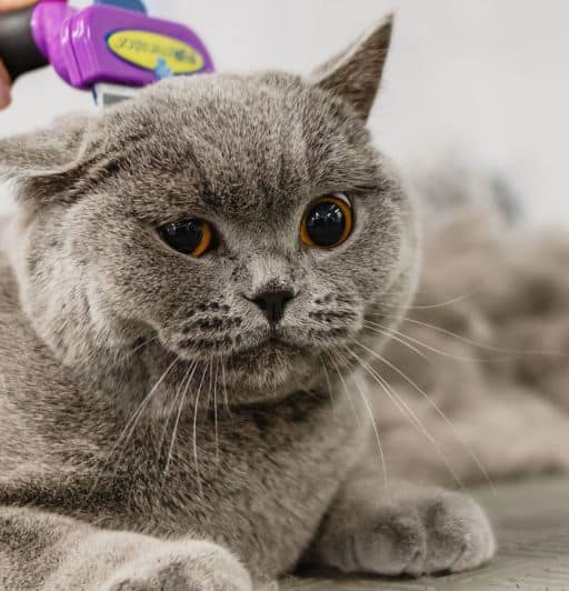 5 Reasons Why Regular Grooming Is Essential For Cats 3 Blue British Shorthair cat being brushed. Regular grooming is essential for cats.