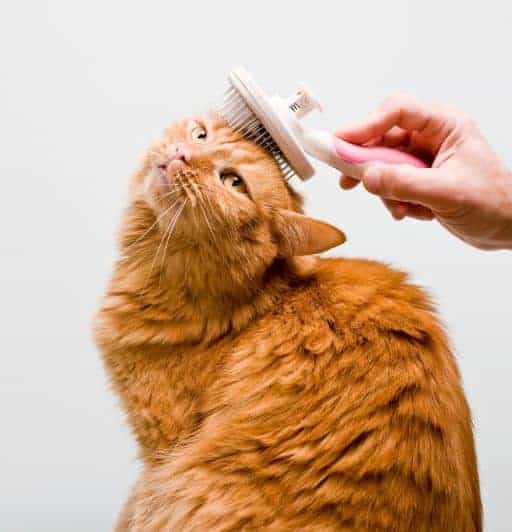 How to Groom a Cat With Matted Hair: Easy Tips for Safe Care