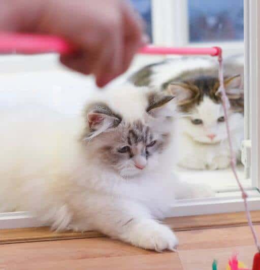 Everything You Want to Know About the Munchkin Cat Breed