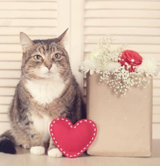 fat brown tabby and white cat with a paper bag of Valentine's day flowers and a red felt heart cat toy