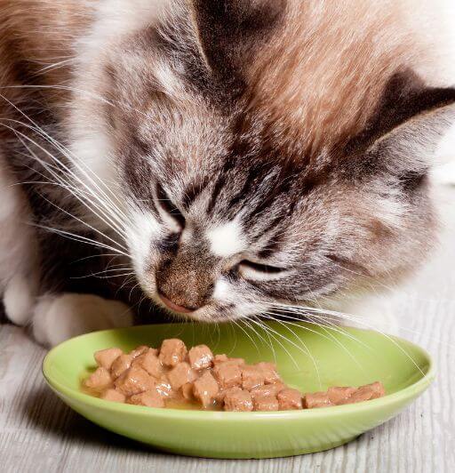 tabby and white cat with a brown nose eating cat food out of a reusable green ceramic bowl