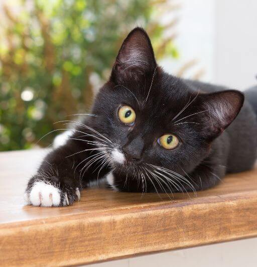 black and white cat on a windowsill