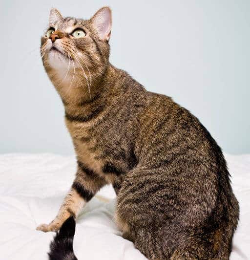 The Fascinating World of Tabby Cat Patterns