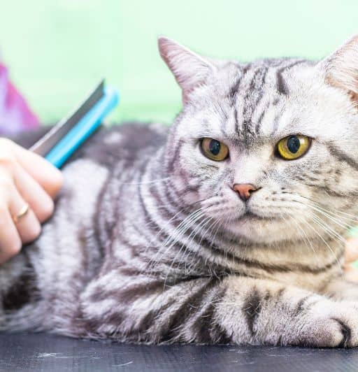 Cat Shedding Practical Tips for Cat Guardians