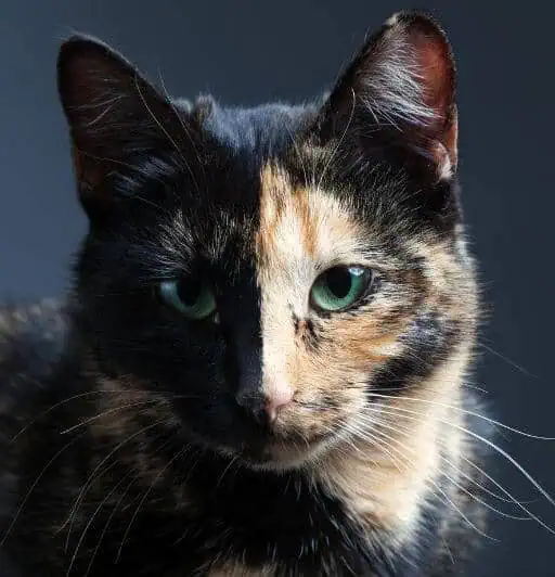 A green eyed, chimera pattern tortoiseshell cat face. Black on one side and red on the other.