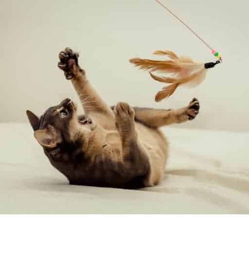 ruddy Abyssinian cat playing with feathers on a wand toy. Feathers match his fur. He's laying on his back trying to catch the toy with his paws up and his mouth open