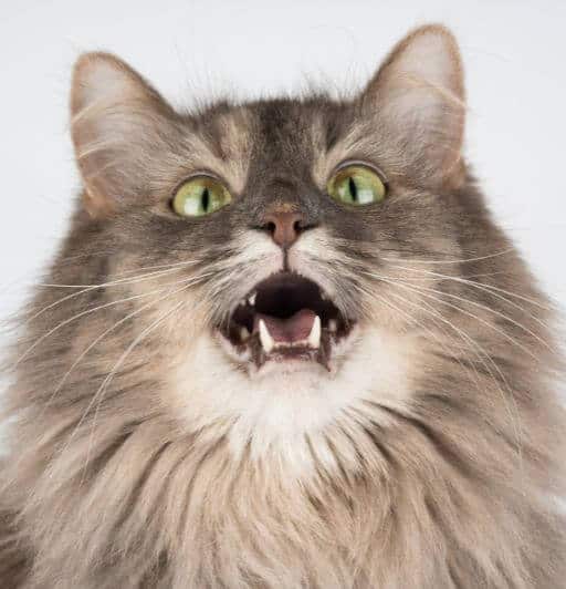 Gray longhaired cat meowing to get more attention