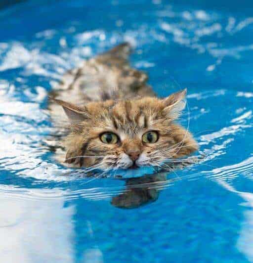 The Siberian Cat Characteristics, Care, and Temperament