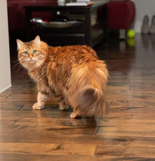The Siberian Cat Characteristics, Care, and Temperament