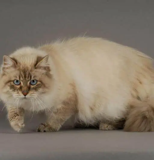 The Siberian Cat Characteristics, Care, and Temperament