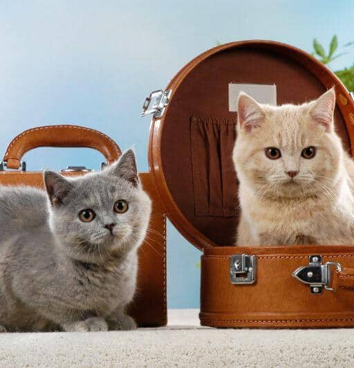 two baby british shorthair kittens in a suitcase. one is blue and one is cream.