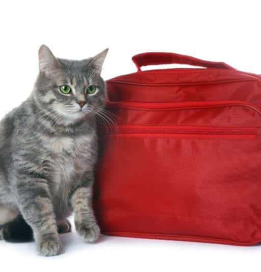 Creating a Pet Emergency Kit: Essential Supplies for Cats 1
