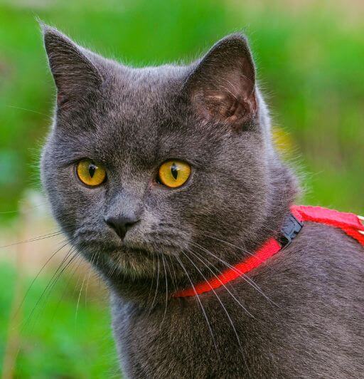 blue cat wearing a harness on a grass background
