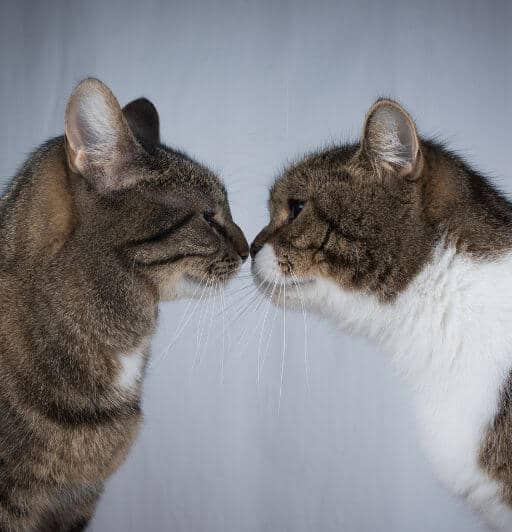 HOW TO FIX A BAD CAT INTRODUCTION visual data 6