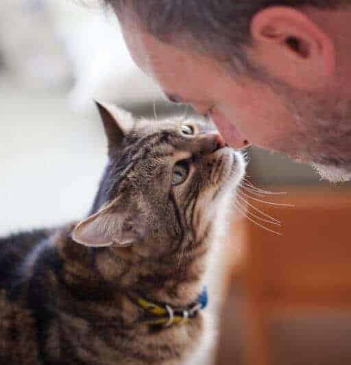 mature brown tabby cat wearing a yellow collar touches nose to nose with a white man with a beard